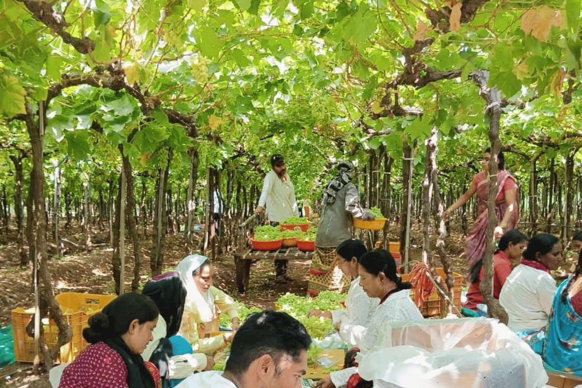 What fresh-produce buyers check before they reorder.png